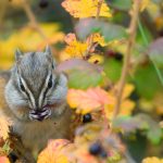 Autumn Chipmunk