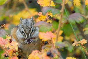 Autumn Chipmunk