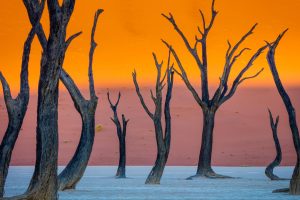 Deadvlei Trees