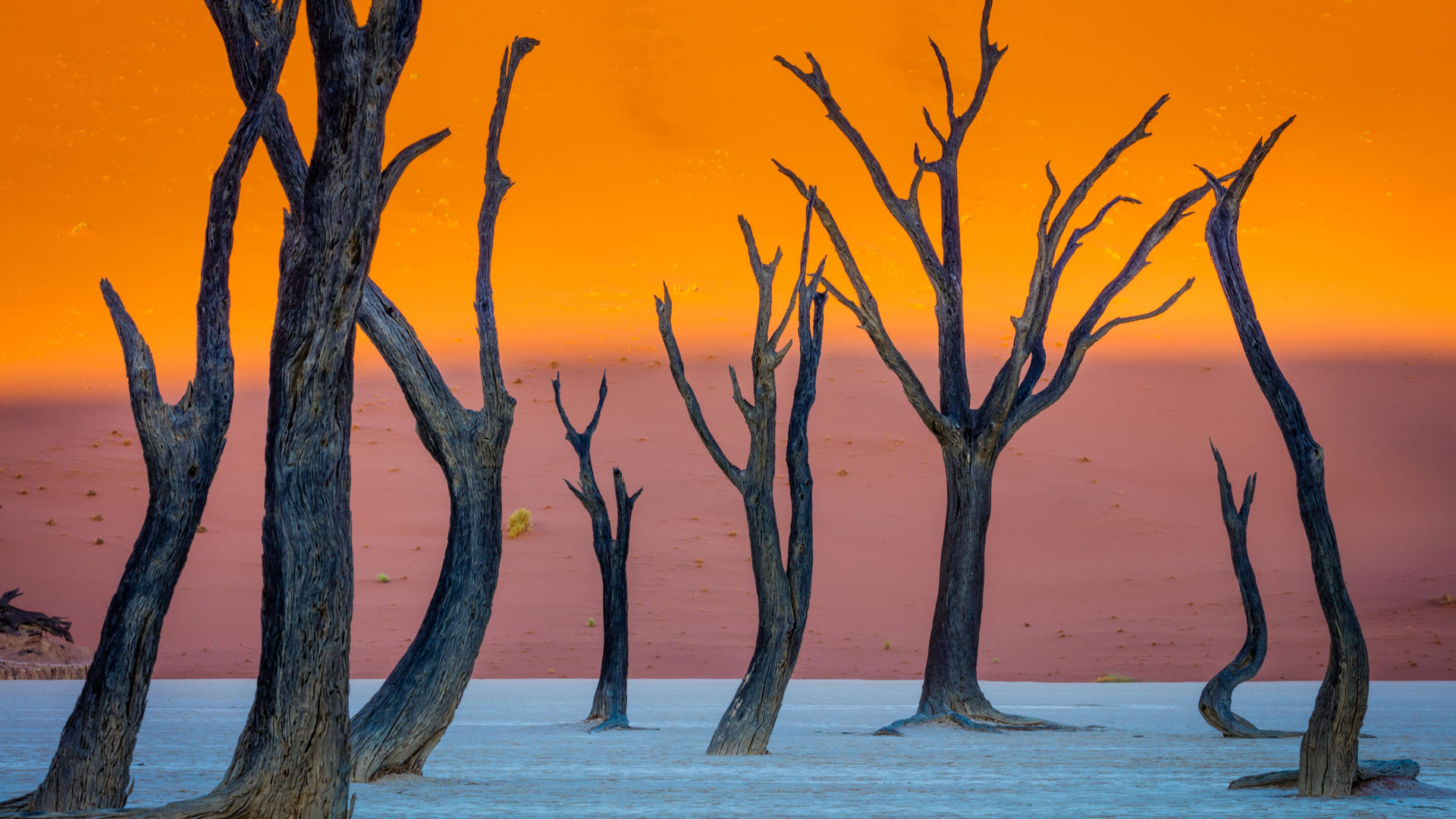 Deadvlei Trees