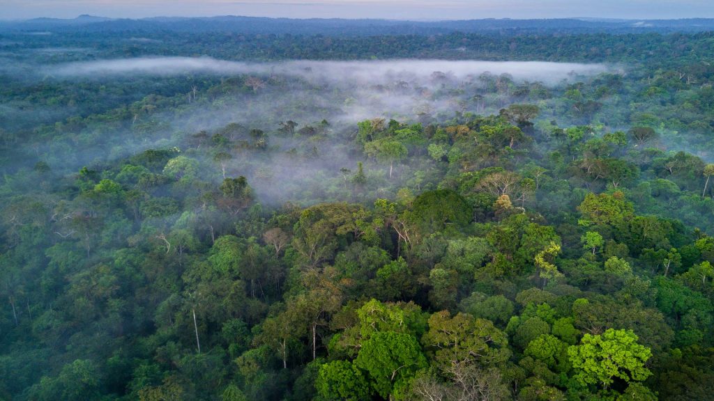 Dia Amazonia