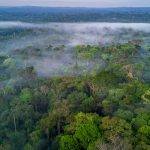 Dia Amazonia