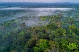 Dia Amazonia