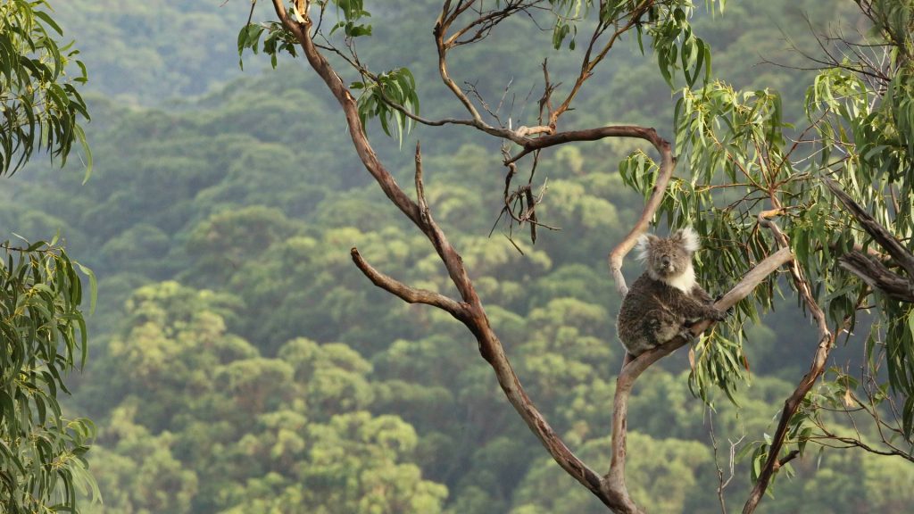 Eucalyptus Koala