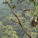 Eucalyptus Koala