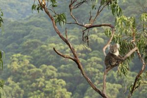 Eucalyptus Koala