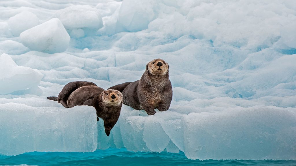 Ice Otters