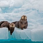 Ice Otters