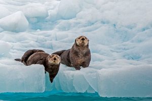 Ice Otters