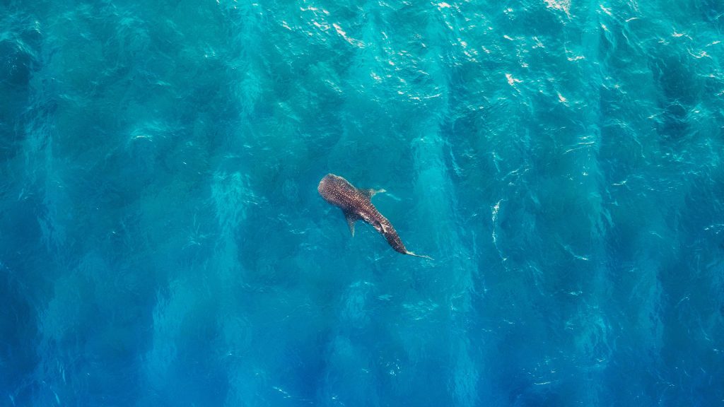 Maldives Whale Shark