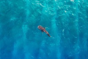 Maldives Whale Shark