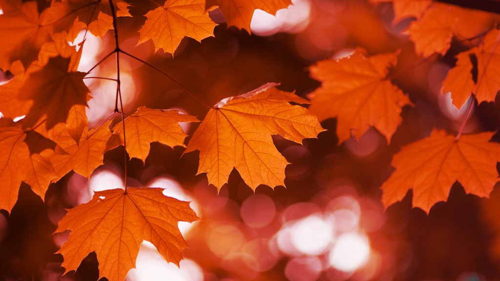 Red Mapleleaf