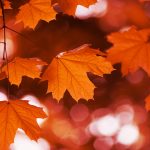Red Mapleleaf