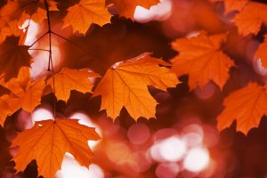 Red Mapleleaf