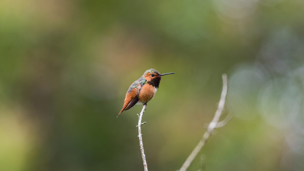 Rufous Hummer