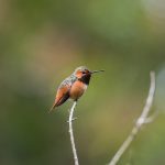 Rufous Hummer