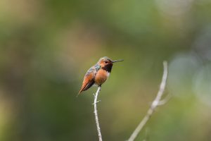 Rufous Hummer