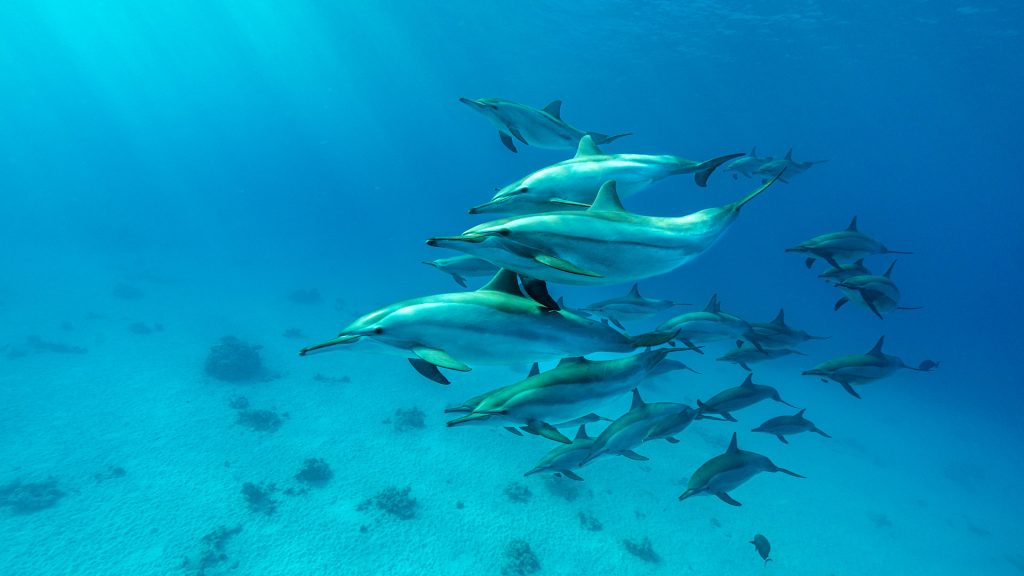 Spinner Dolphins