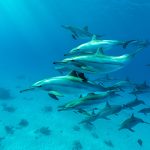 Spinner Dolphins