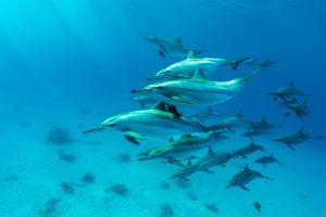 Spinner Dolphins