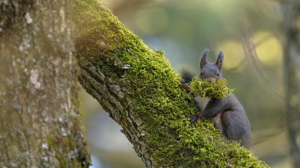 Swiss Squirrel