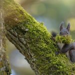 Swiss Squirrel