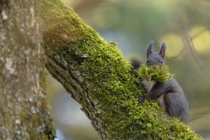 Swiss Squirrel