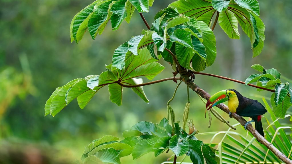 Toucan Forest