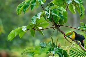 Toucan Forest
