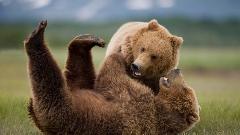 Wrestling Bears