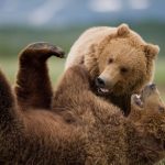 Wrestling Bears