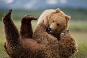 Wrestling Bears