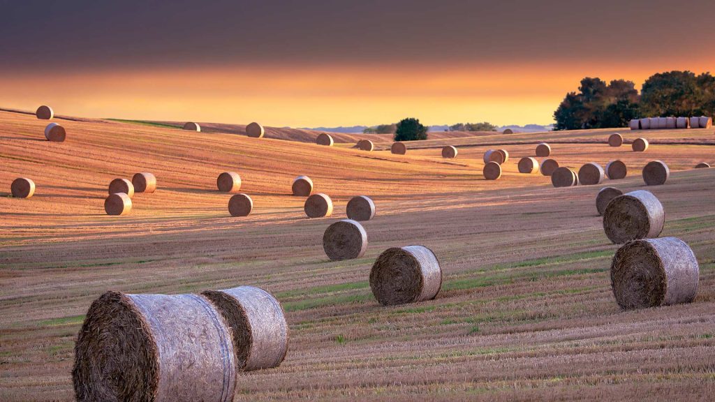 Yorkshire Hay