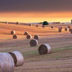Yorkshire Hay