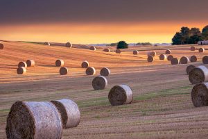 Yorkshire Hay