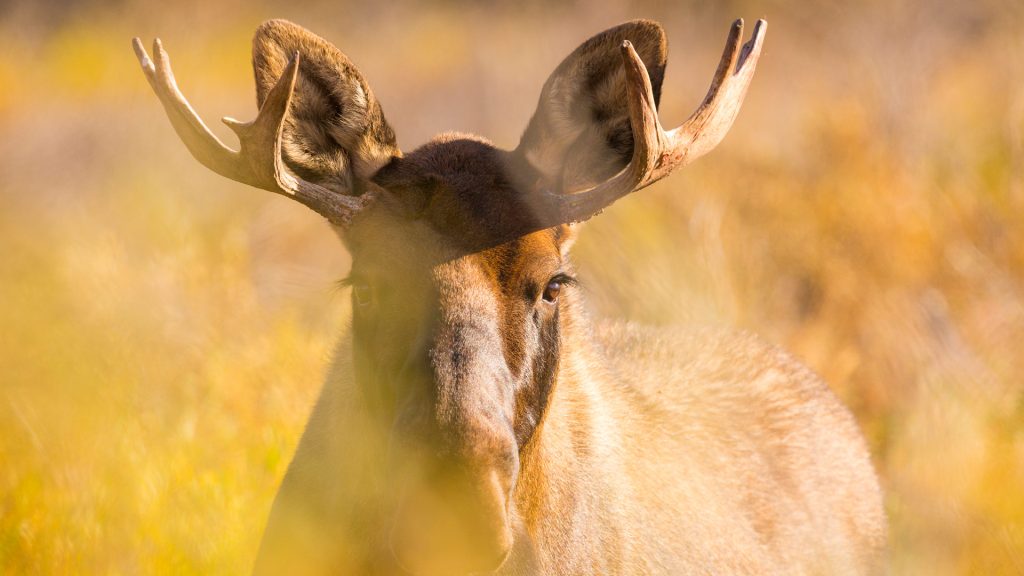 Young Moose