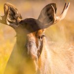 Young Moose