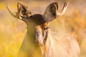 Young Moose