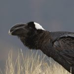 African Raven