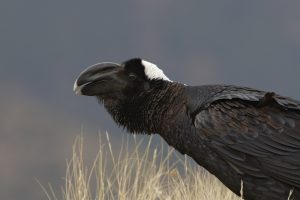 African Raven