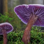 Amethyst Laccaria