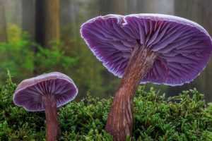Amethyst Laccaria