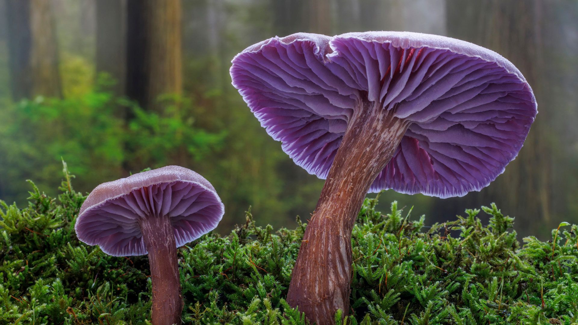 Amethyst Laccaria