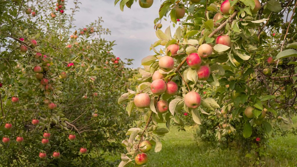 Apple Harvest