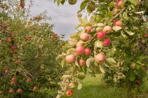 Apple Harvest