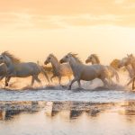 Camague Horses