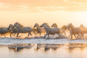 Camague Horses