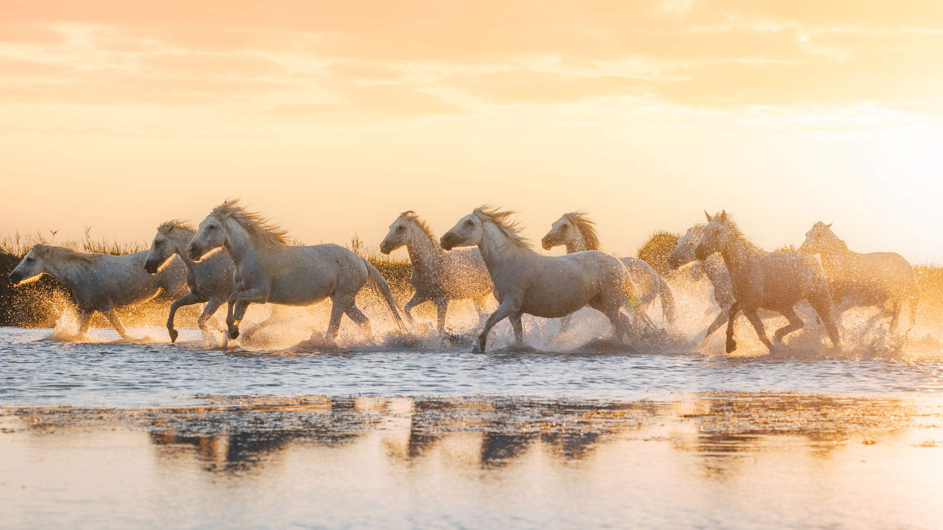 Camague Horses