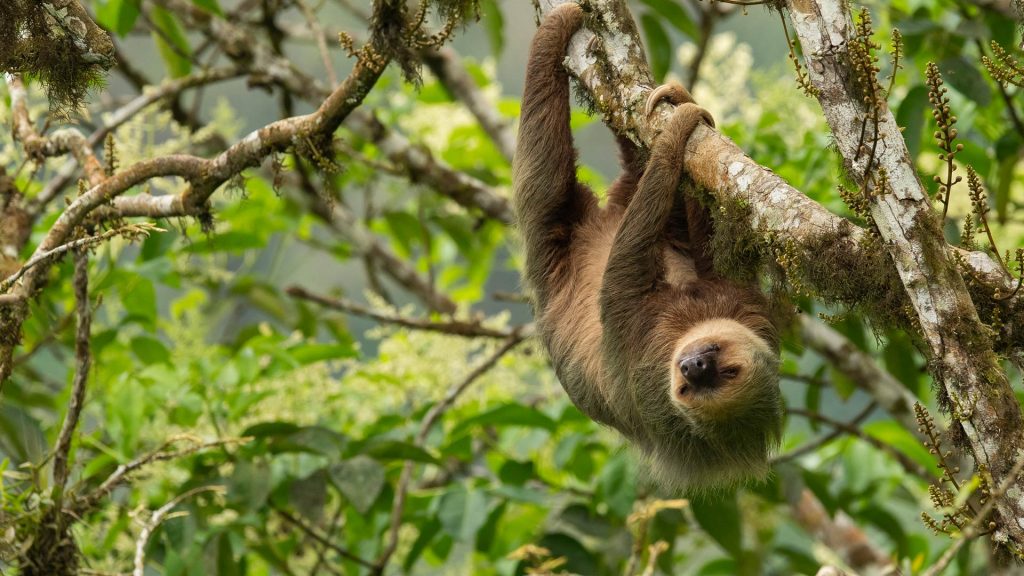 Hoffmans Sloth
