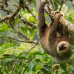 Hoffmans Sloth